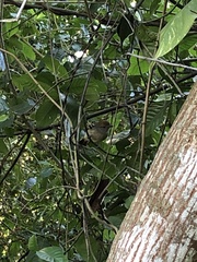 Thamnophilus ambiguus