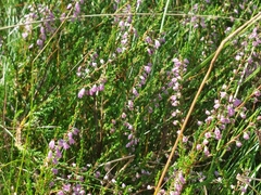 Calluna vulgaris