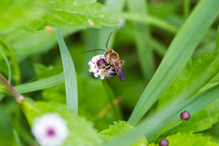 Melissodes comptoides