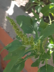 Amaranthus deflexus
