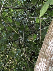 Thamnophilus ambiguus