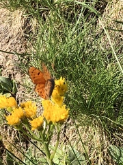 Lycaena cupreus