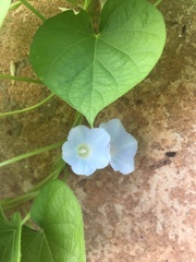 Ipomoea nil