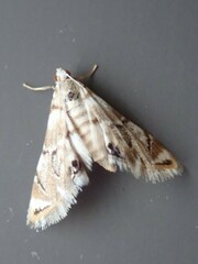 Eoparargyractis plevie