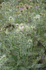 Cirsium echinus