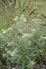 Cirsium echinus