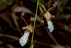 Eulophia venulosa image