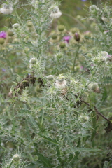 Cirsium echinus