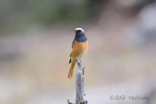 Hodgson's Redstart (Phoenicurus hodgsoni), photo 7