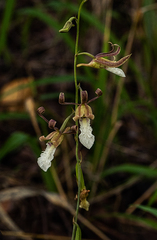 Eulophia venulosa image