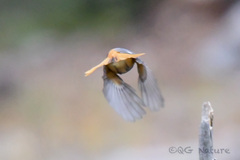 Phoenicurus hodgsoni