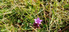 Gentianella germanica