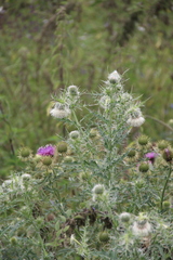 Cirsium echinus