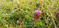 Gentianella germanica