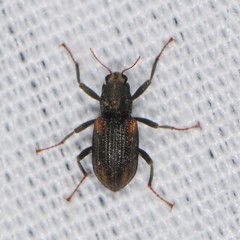 Stenelmis