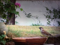 Passer domesticus