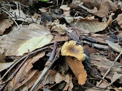 Cantharellus lewisii