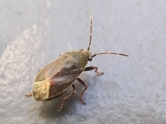 Stygnocoris rusticus