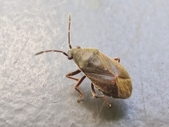 Stygnocoris rusticus