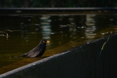 Turdus merula