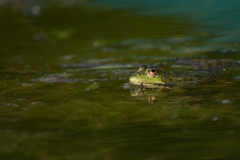 Pelophylax