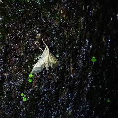 Cnaphalocrocis trebiusalis