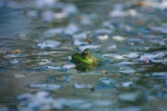Pelophylax