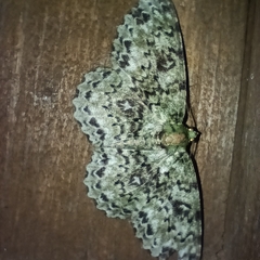 Ophthalmitis herbidaria
