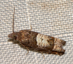 Eucosma parmatana