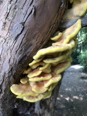 Laetiporus sulphureus