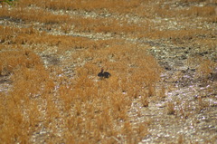 Oryctolagus cuniculus