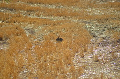 Oryctolagus cuniculus