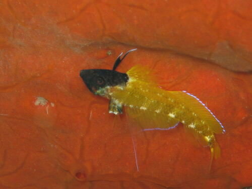 Black-faced Blenny (Tripterygion delaisi)