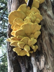 Laetiporus sulphureus
