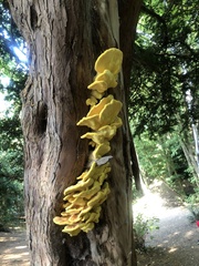 Laetiporus sulphureus