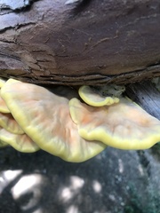Laetiporus sulphureus