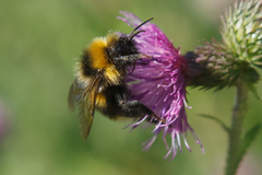 Bombus