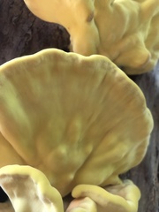 Laetiporus sulphureus