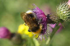 Bombus