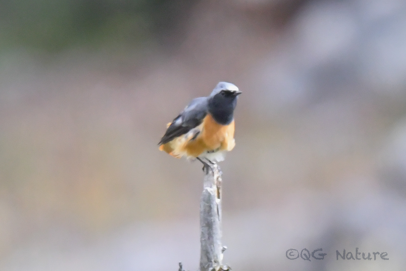 Hodgson's Redstart