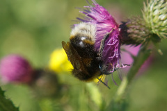 Bombus