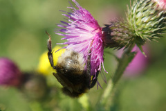 Bombus