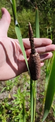 Typha incana
