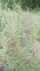 Ambrosia artemisiifolia