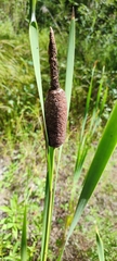 Typha incana