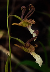 Eulophia venulosa image