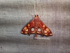 Chalcidoptera emissalis