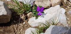 Viola dubyana