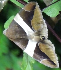 Bastilla crameri