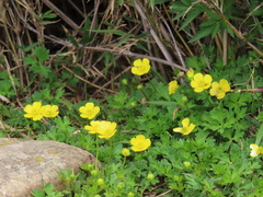 Ranunculus formosa-montanus